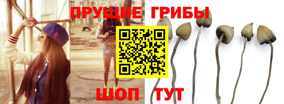 Галлюциногенные грибы прущие грибы Серов